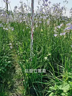 巨型竹蒿草