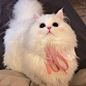 猫猫头像
