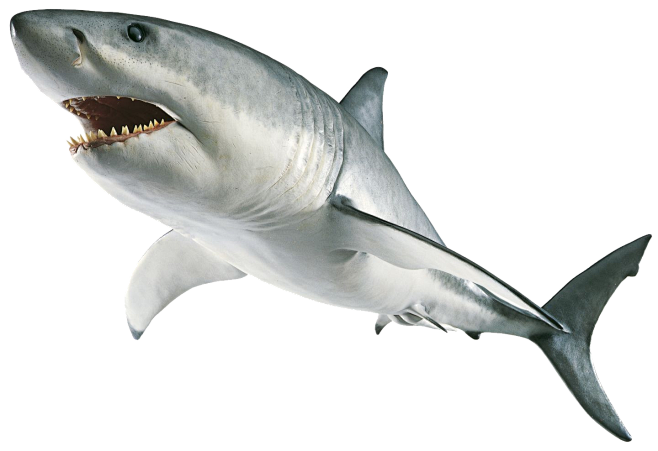 shark png