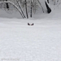狗子被雪藏了是怎样一种体验  #动物# #生物# #博物# #自然# #汪星人# L医学插画师-动画师-阿杜的微博视频 ​​​​