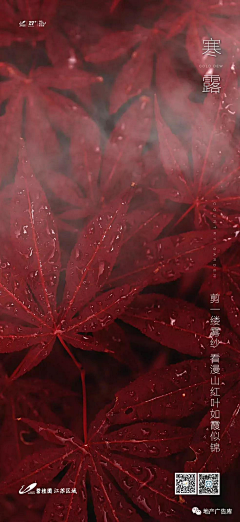 一大高高采集到24节气-----寒露