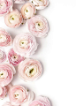 Product Styling and Photography by Shay Cochrane | www.shaycochrane.com | pink ranunculus, pink florals, blogger images, wedding planners, styled stock, SC Stockshop: