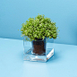 The Cube Collection sur Fubiz For SPOOTNIK : The Cube Collection sur Fubiz For SPOOTNIK. Avec le pot à plante « Boskke Cube » vous n’aurez qu’à nourrir votre plante une seule fois par mois! Le corps en plastique transparent ...