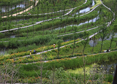 刘清风采集到湿地公园