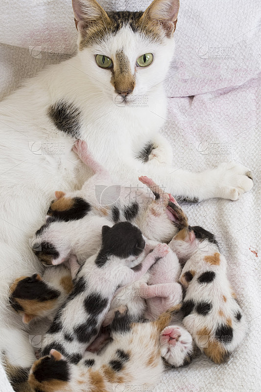 宠物动物;可爱的小猫，刚出生的小猫和小猫妈妈