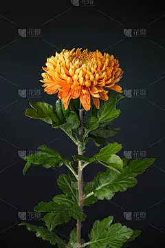 盛开的，柔和的灯光橙色菊花(植物:菊花“阿童木青铜”)。在黑暗的背景下拍摄。
