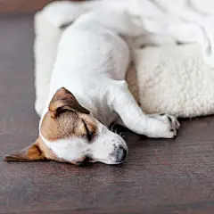 点击来源直接获取大图文件 |Sleeping puppy on dog bed