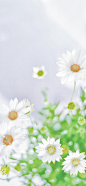 雏菊