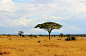 African savannah landscape