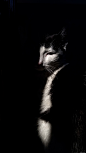 猫 宠物 黑色和白色 暗 动物 眼 动物摄影图片图片壁纸