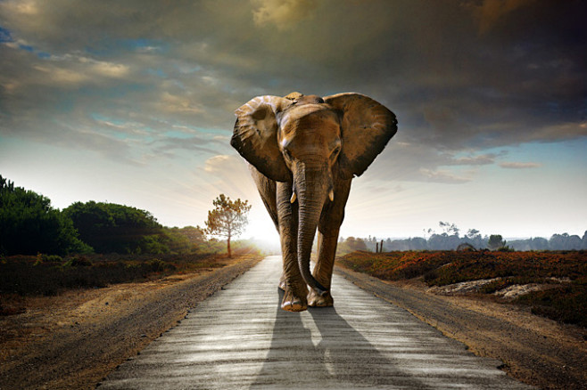 漫步在马路上的大象高清图片
