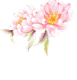 花朵素材 【加入会员下载高清大图+源文件】
