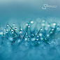 Photograph Morning Dew by Maayke Klaver on 500px