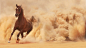 General 1920x1080 horses sand animals