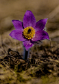 flower-spring-spring-flower-purple-3b271a9d9b50dd5070933dfc5678679e.jpg (1425×2010)