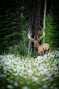 Bull Elk In The Canadian Rocki by ElmsPhotography