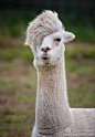 大多数人都听过的羊驼。他们不知道的是，羊驼拥有最迷人的头发在整个动物世界。