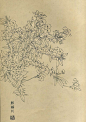 白描花鸟图 麒麟刺-紫砂素材-中国紫砂艺术网