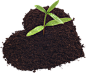 茁壮成长的小树苗PNG免抠素材 小树