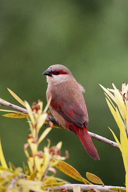 雀形目梅花雀科梅花雀属赤腰梅花雀