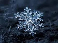今日“大雪”！送你几种美丽的“雪中之花”…_大全 : 现在，和宠派养花大全小编一起来欣赏几种美丽的“雪中之花”，给生活再多一点惊喜吧！ 在寒冷的冬季，由于室内外温差很大，室内空气中的水蒸气或小水珠接触到冰冷的玻璃，就会在上面结成不可复制的物理几何状态的冰，形…