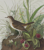 clawmarks:
“Robert Havell after John James Audubon - Tawny Thrush - 1833 - via NGA
”