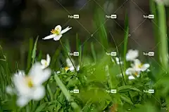 花 自然 背景 全高清壁纸 Mac壁纸 4K壁纸 桌面背景