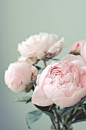 脸红牡丹花| Flower_Pink