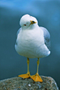 seagull