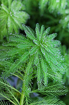 清翎er采集到花草/花器