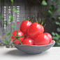 农家自种小番茄新鲜水果千禧圣女果樱桃番茄孕妇水果4斤顺丰包邮-淘宝网