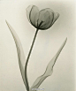 20世纪30年代X射线下的玫瑰和百合花