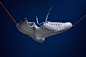 adidas neo advantage on Behance