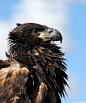 White-tailed Eagle (Haförn)-50-B (by sindri_skulason)