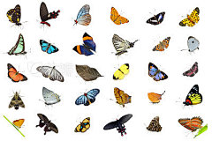 Butterfly collection