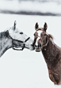Horsey kissy.: 