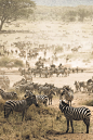limeflavored:

Zebra Migration | Vaai Photography
