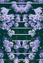 紫色的花