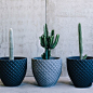 Shooting for @thebalconygarden - I love their pots!