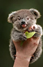 Archer the koala chewing gum leaves and marsupial milk to claw his way back to health | News.com.au