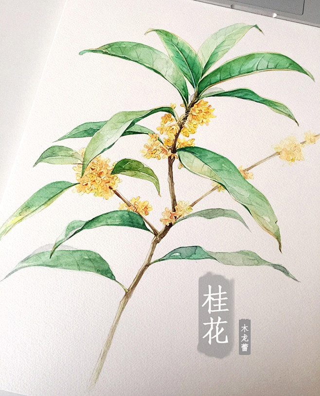 桂花 水彩画 原创 植物 水彩 手绘 插...