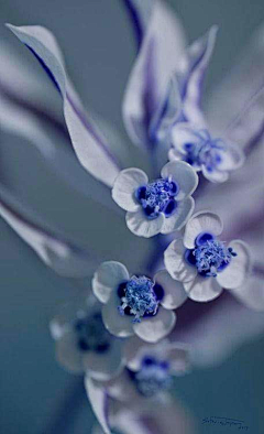 藍心采集到花語。拈花惹草。