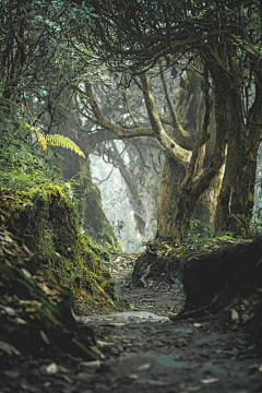 奥尔菲斯凌采集到风景