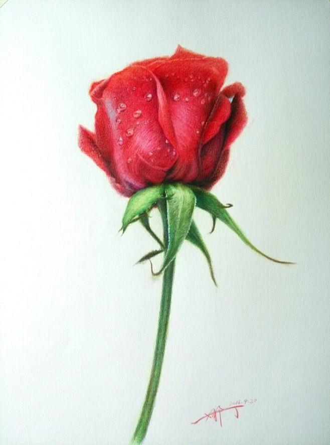 彩铅玫瑰花