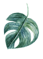 热带植物 花 鸟 手绘png素材