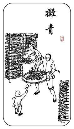 com西部版画风格植物&农作物&果实-halbert[30p] a - 国外插画.c虎皮