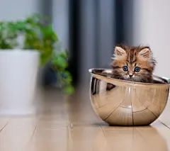 可爱喵星人:日本摄影师Ben Torode拍摄的萌猫黛西(含大图壁纸下载)[27P]