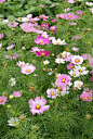 波斯菊Cosmos bipinatus
点击查看图片来源