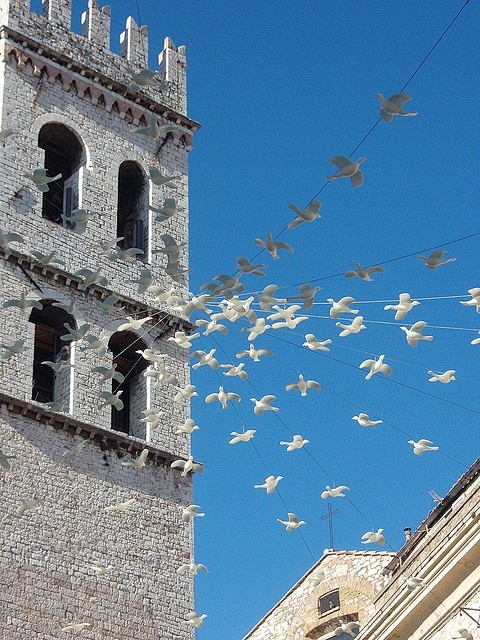 鸽子在阿西西，佩鲁贾省，翁布里亚，意大利