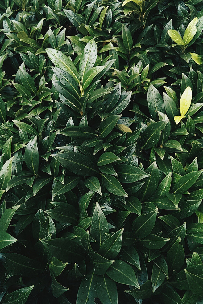【绿色】Green